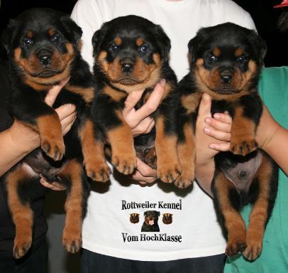 akc registered rottweiler puppies